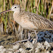 Long-billed Curlew